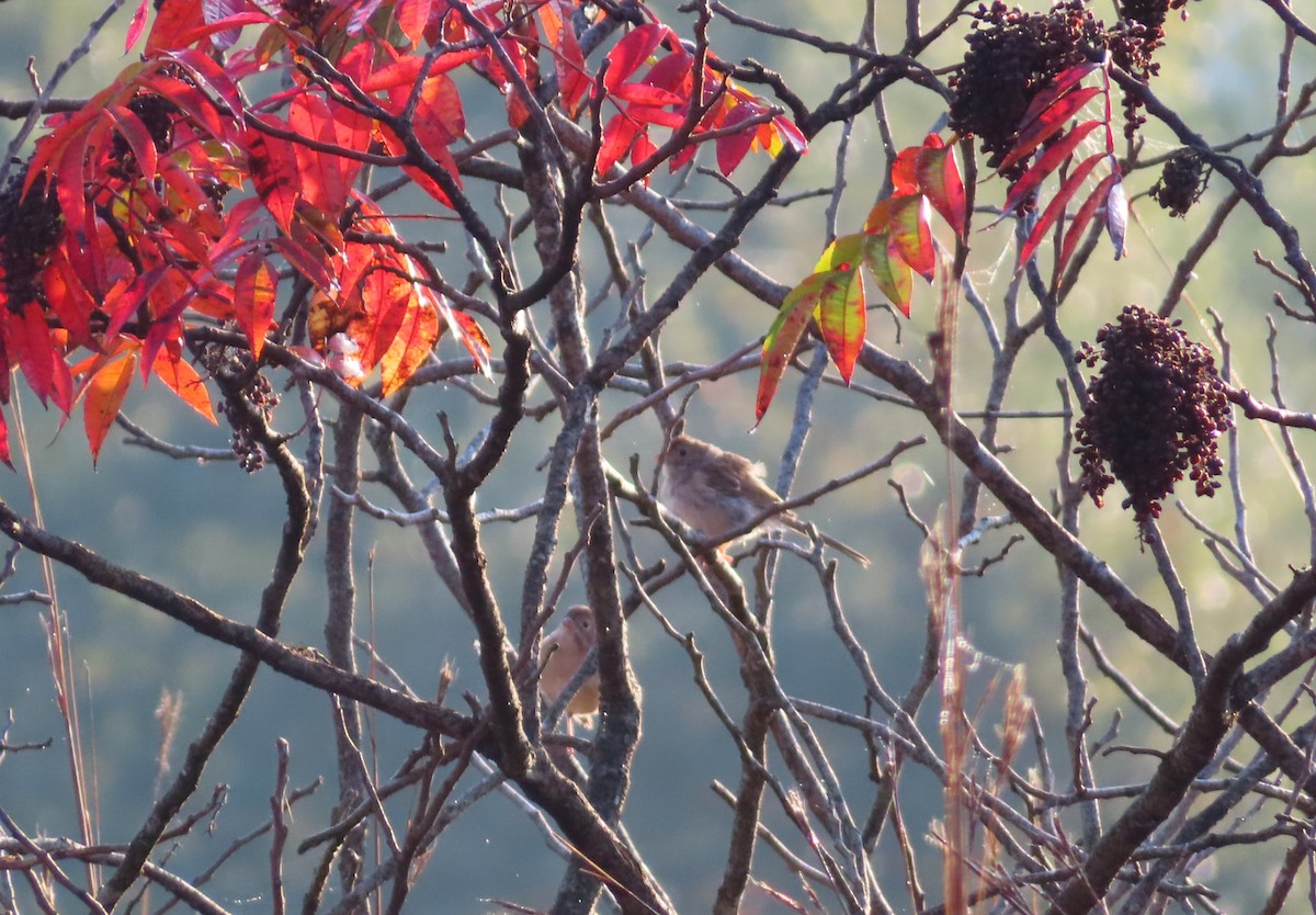 Карнатка польова - ML643810951