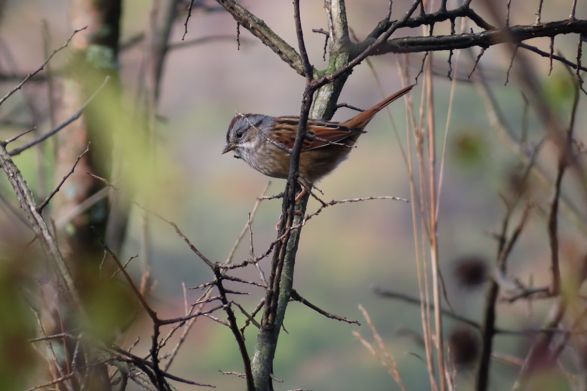 Пасовка болотяна - ML643810953