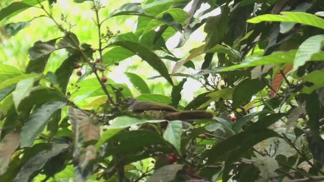 Bulbul Aliverde (grupo plumosus) - ML643810967