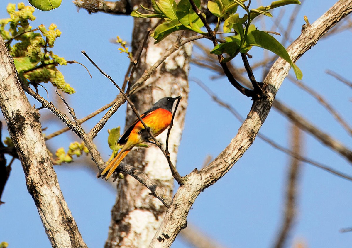 Small Minivet - ML643810972
