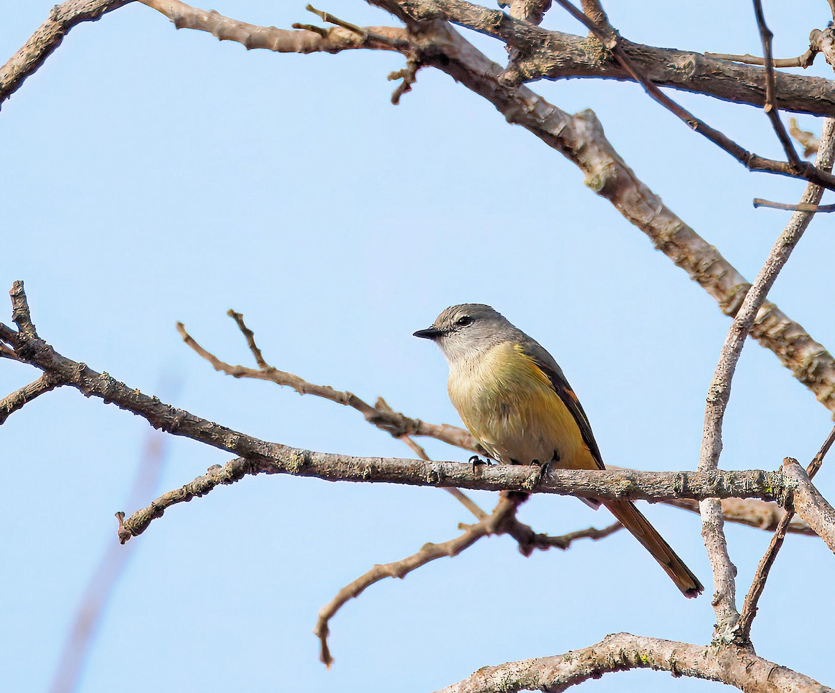 Small Minivet - ML643810984