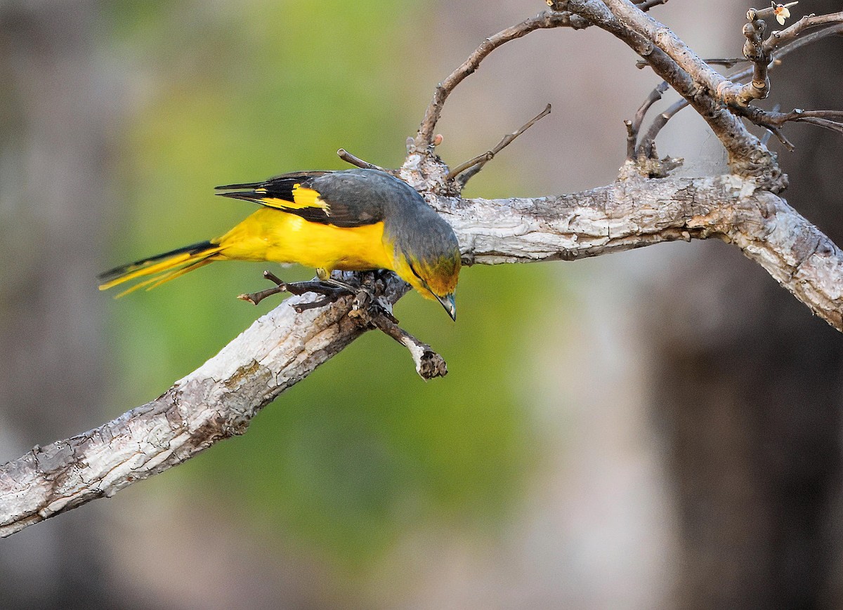 Scarlet Minivet (Scarlet) - ML643810990