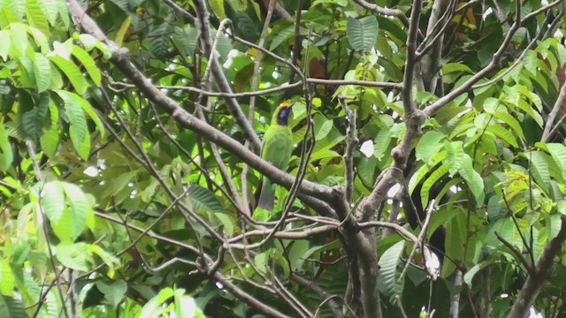Golden-fronted Leafbird - ML643810991
