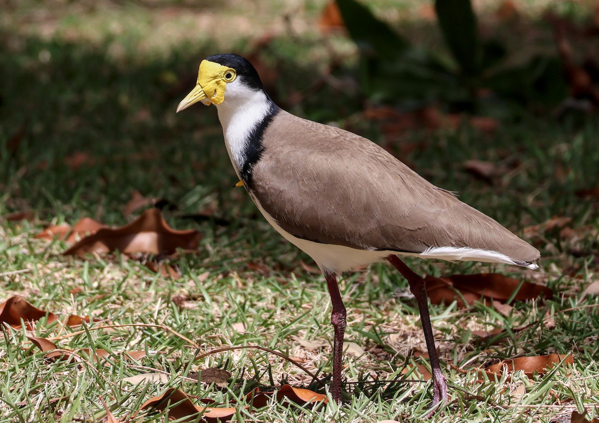 Masked Lapwing (Black-shouldered) - ML643810995
