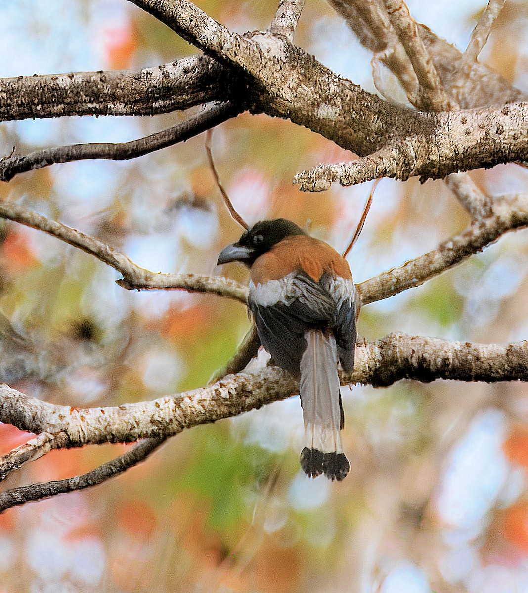 Rufous Treepie - ML643810996