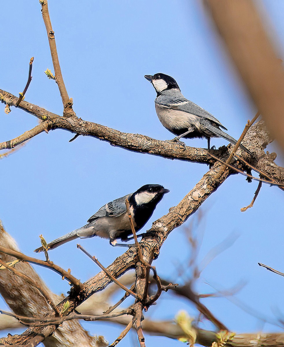 Asian Tit - ML643811017