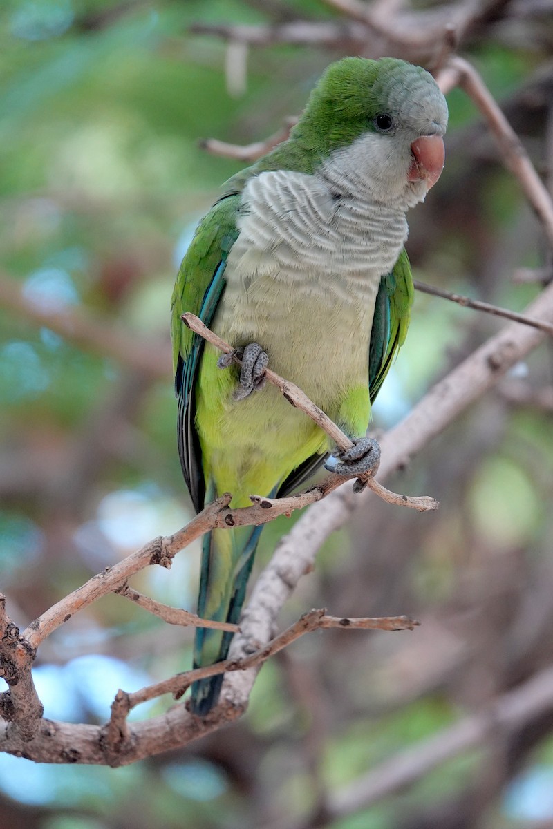Monk Parakeet - ML643811018