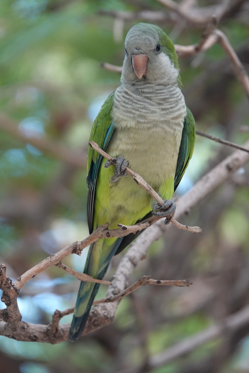 Monk Parakeet - ML643811019