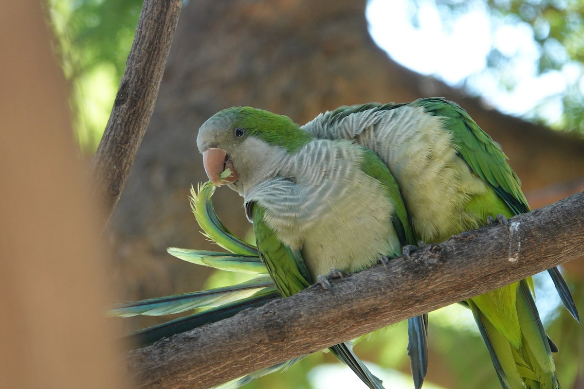 Monk Parakeet - ML643811020