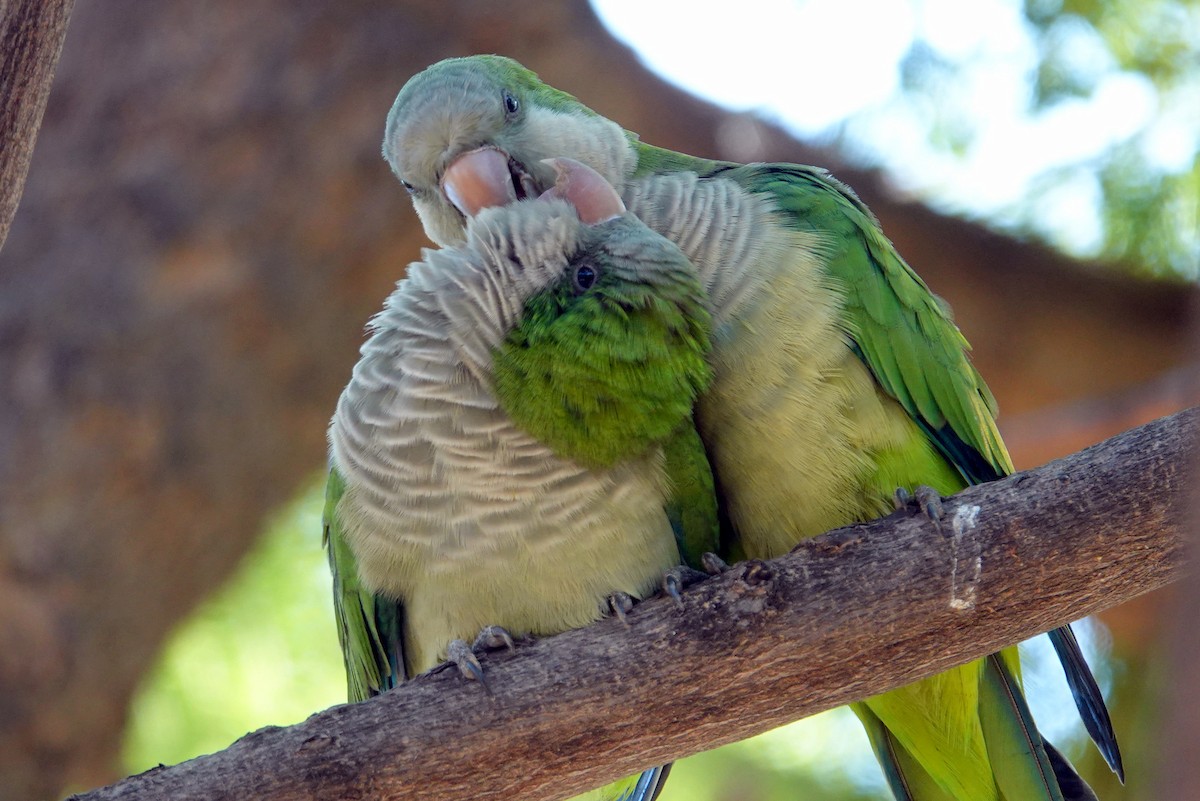 Monk Parakeet - ML643811021