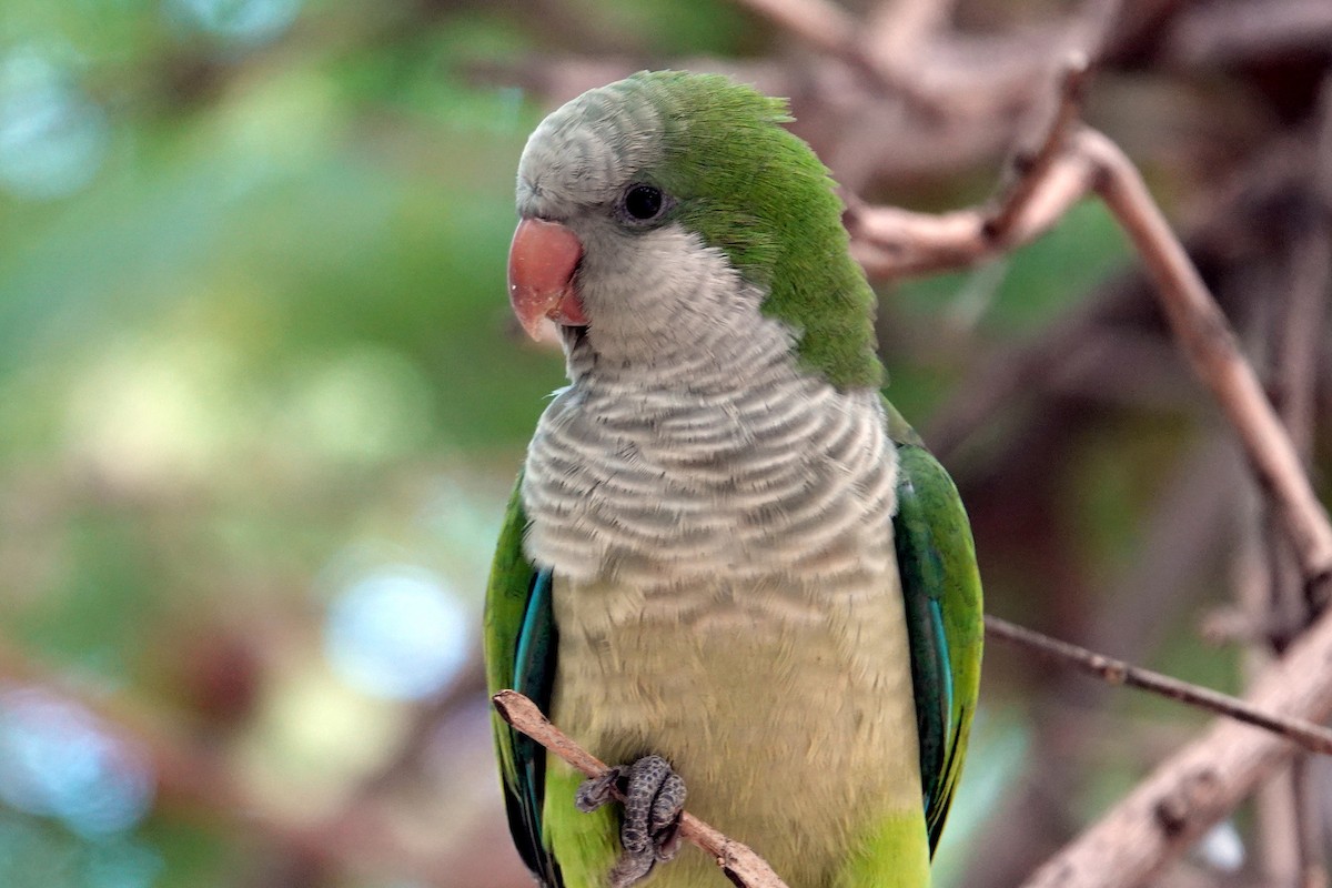 Monk Parakeet - ML643811022