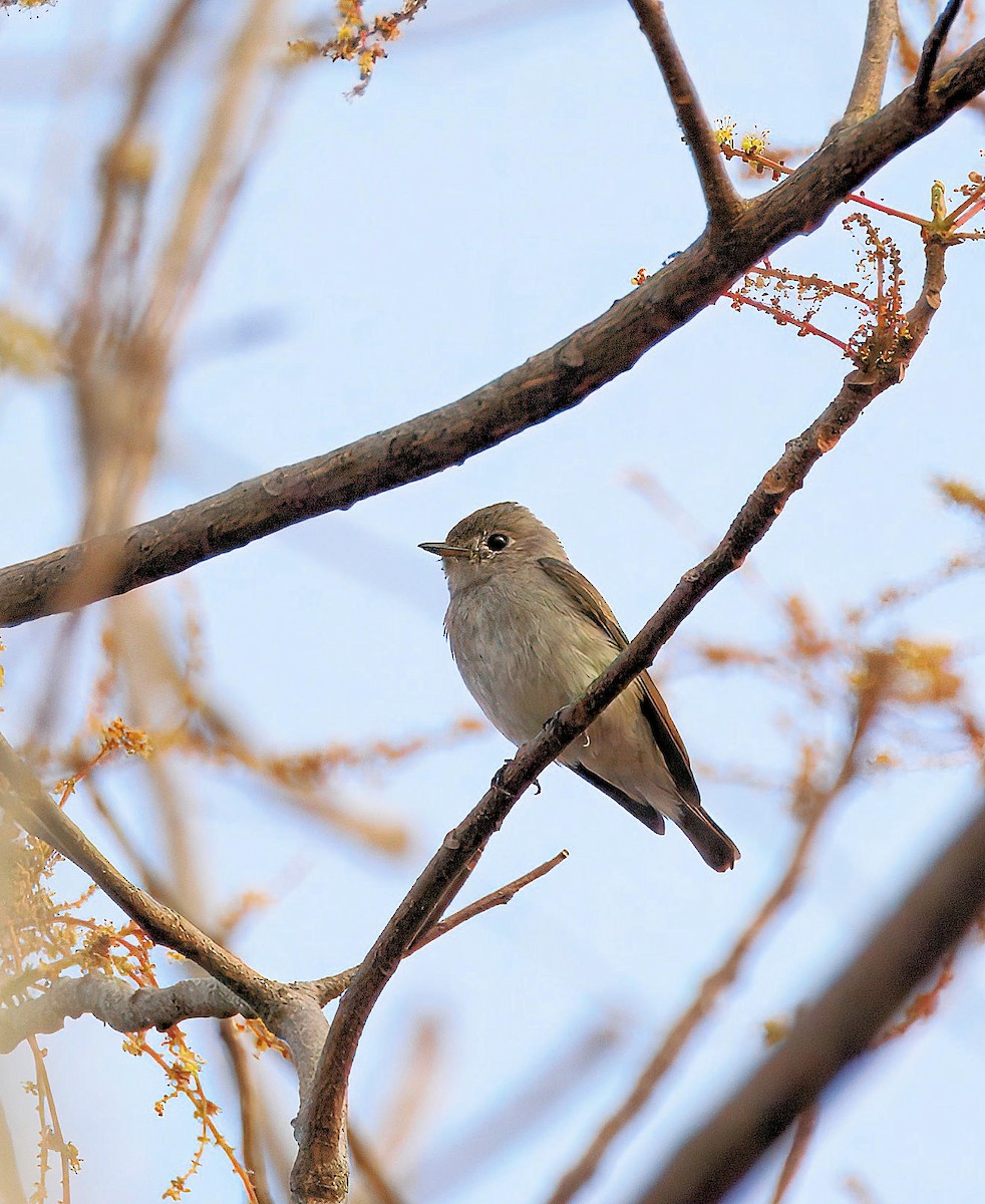 Dark-sided Flycatcher - ML643811023