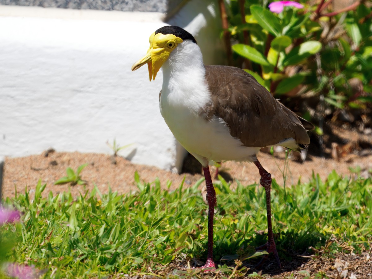 Masked Lapwing - ML643811027