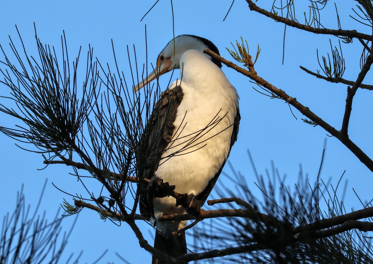 Pied Cormorant - ML643811065