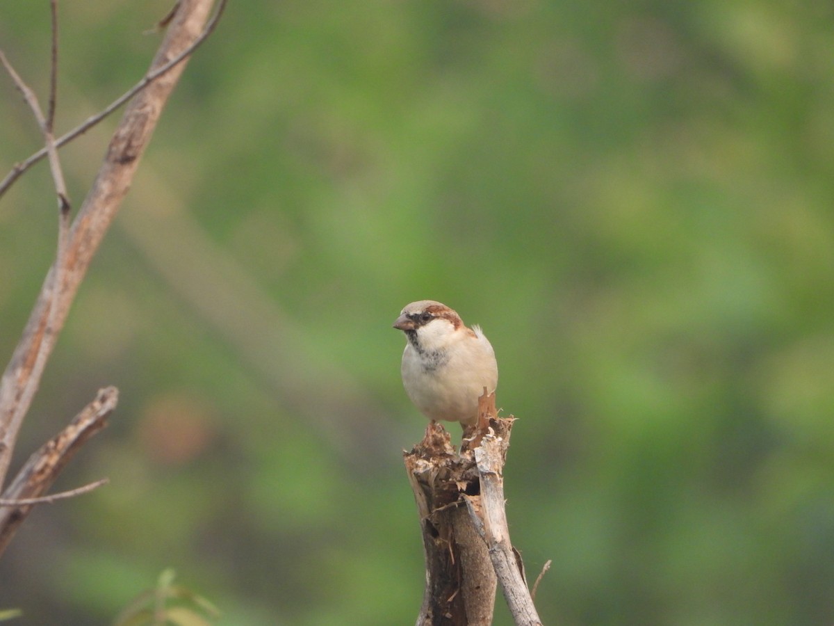 House Sparrow - ML643811075