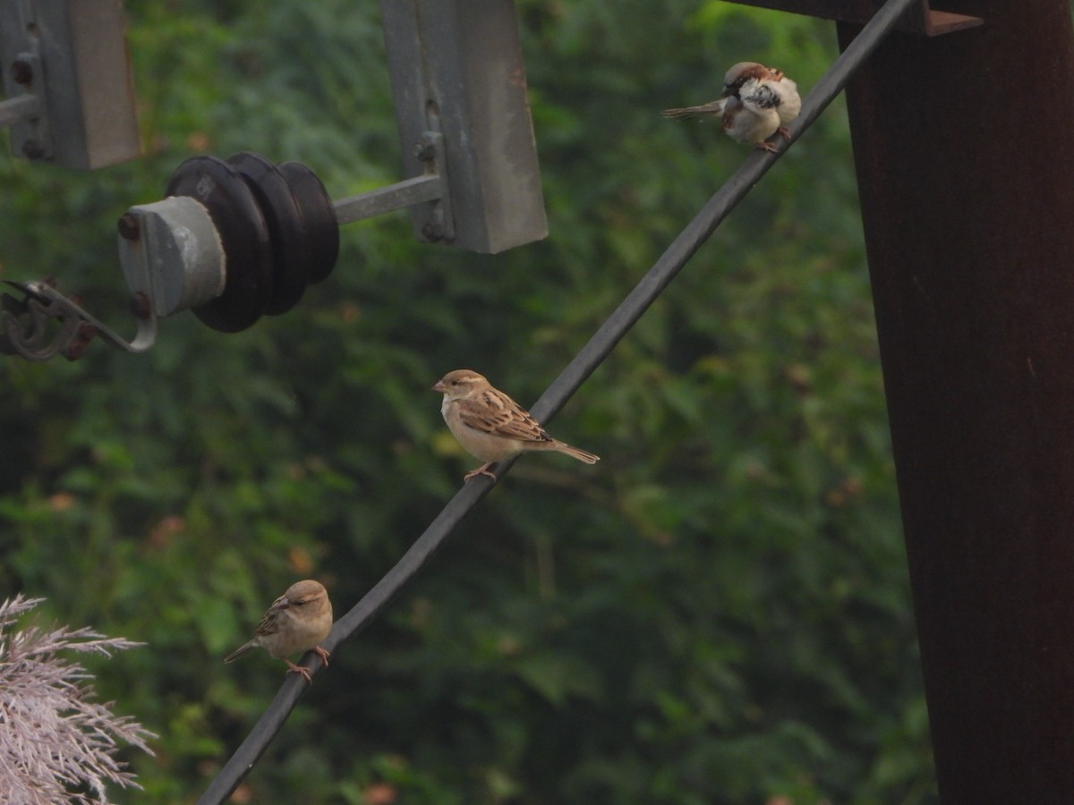 House Sparrow - ML643811076