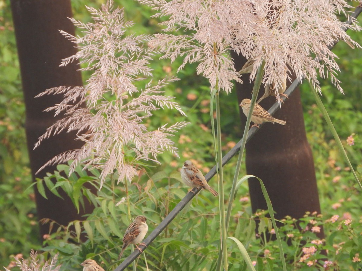 House Sparrow - ML643811077
