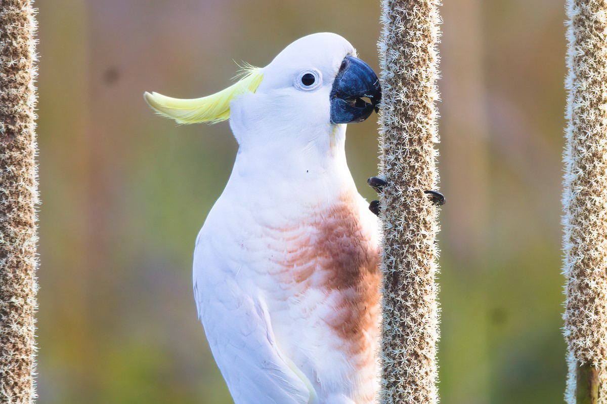 Sulphur-crested Cockatoo - ML643811085