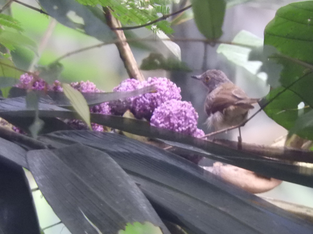 Spectacled Bulbul - ML643811111