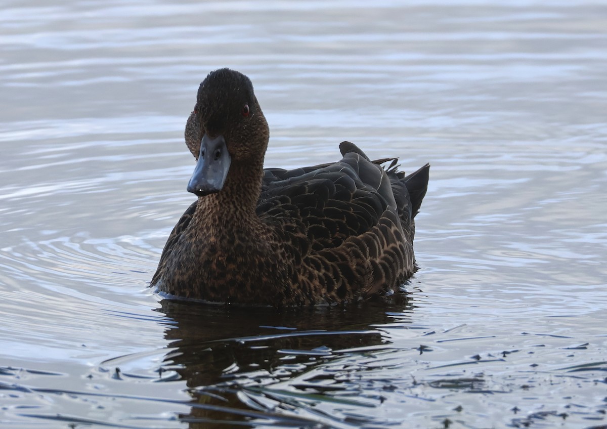 Chestnut Teal - ML643811143