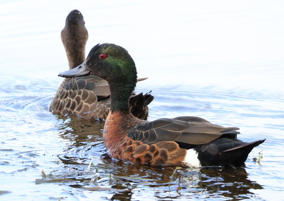 Chestnut Teal - ML643811144