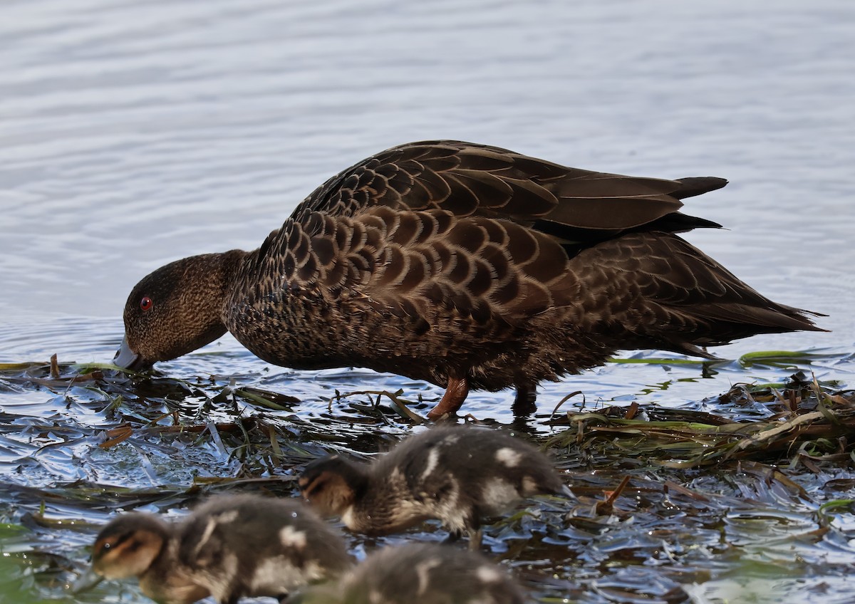 Chestnut Teal - ML643811145