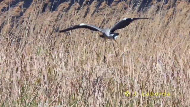 Хөх дэглий - ML643811187