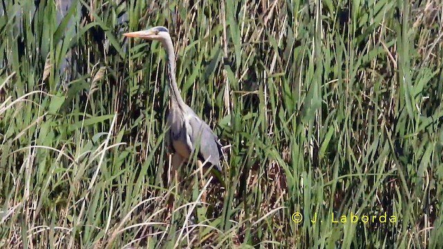 Хөх дэглий - ML643811188