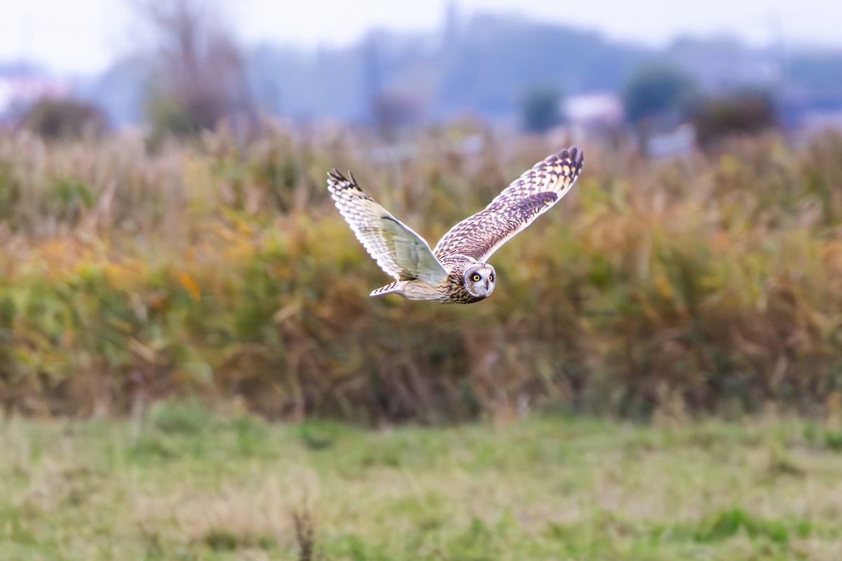Short-eared Owl - ML643811194