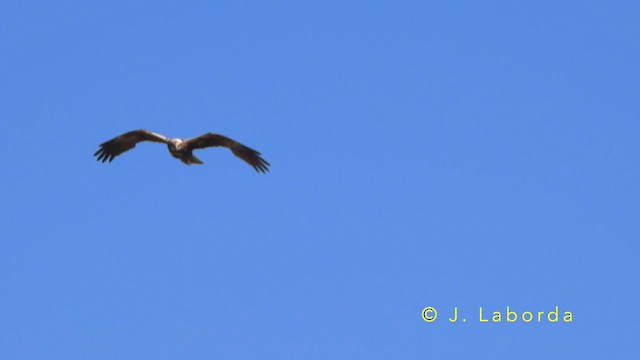 Western Marsh Harrier - ML643811196