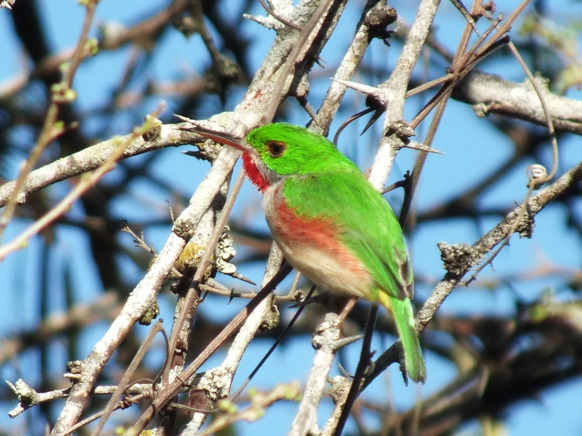 Ширококлювый тоди - ML643811198