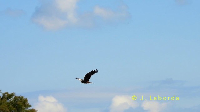 Western Marsh Harrier - ML643811199