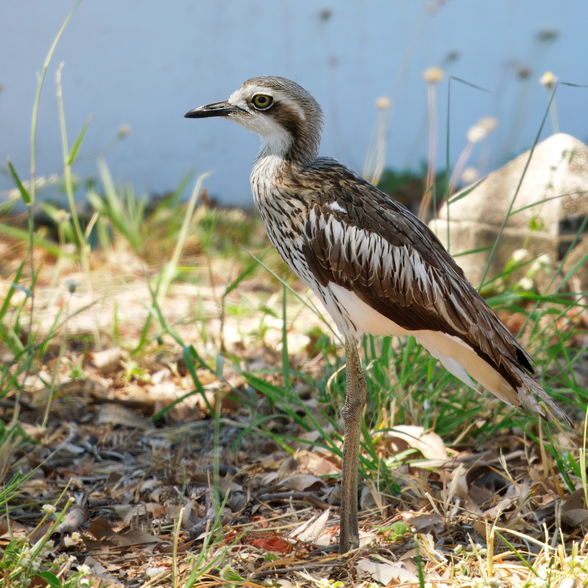 Bush Thick-knee - ML643811207