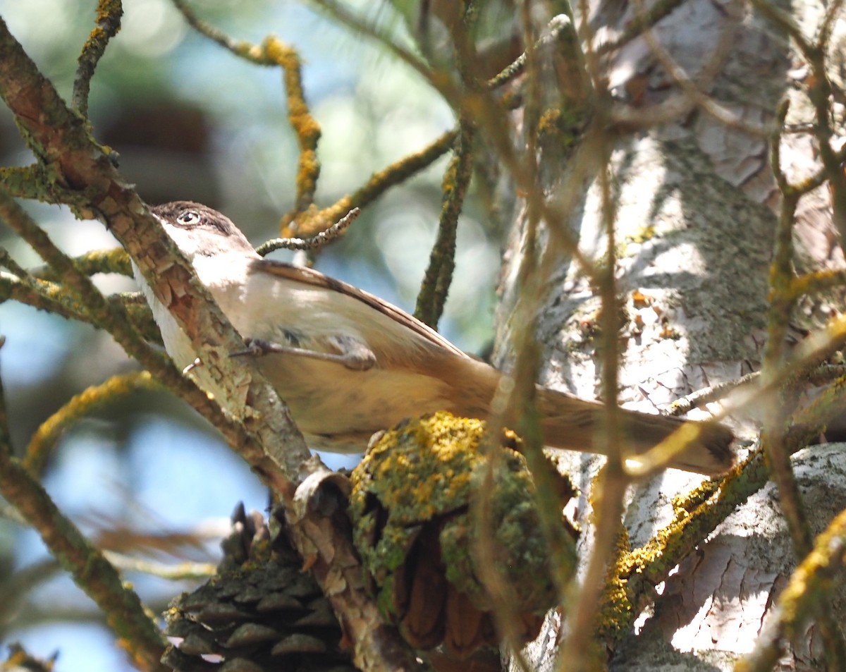 Western Orphean Warbler - ML643811212