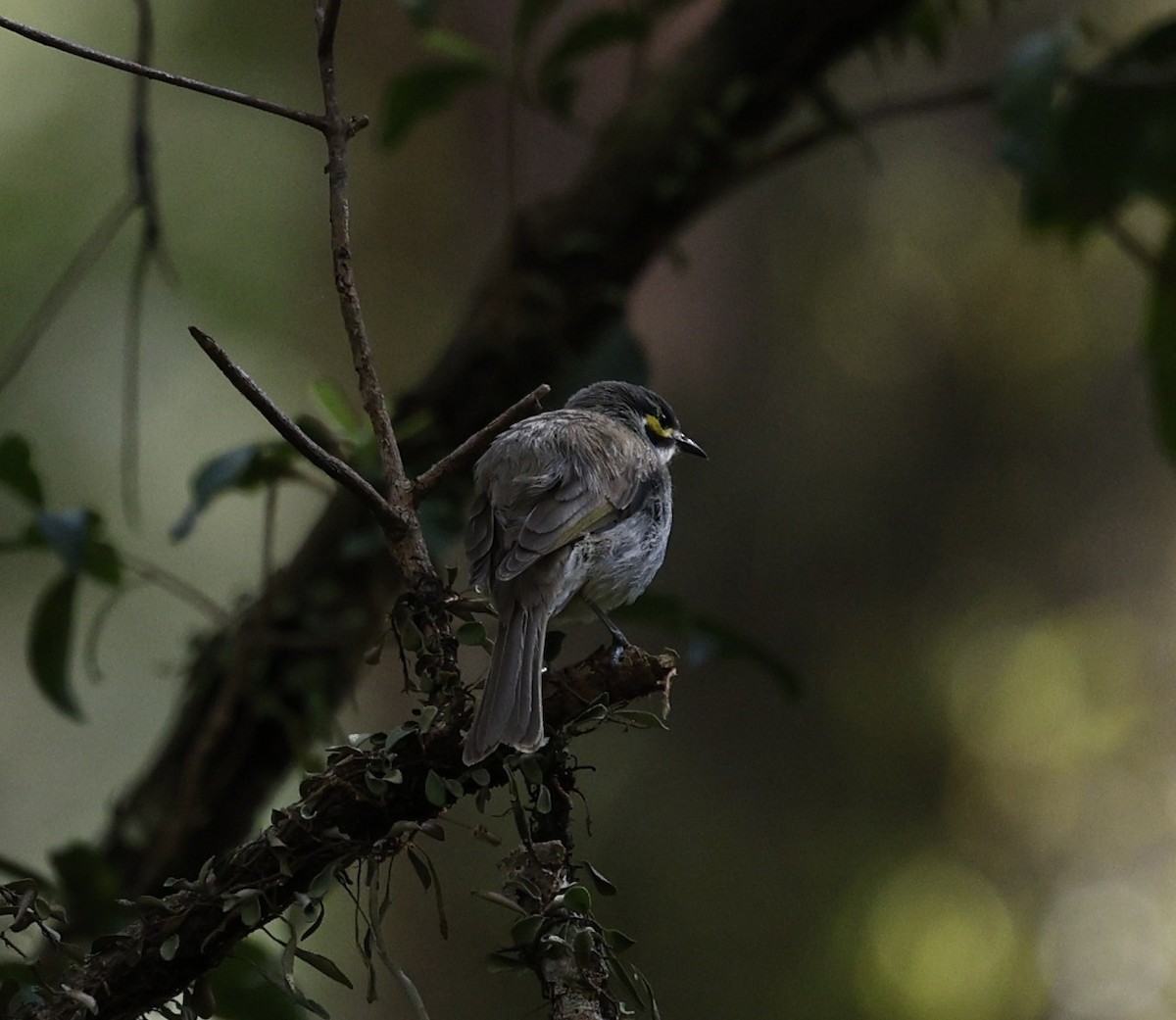 Yellow-faced Honeyeater - ML643811216