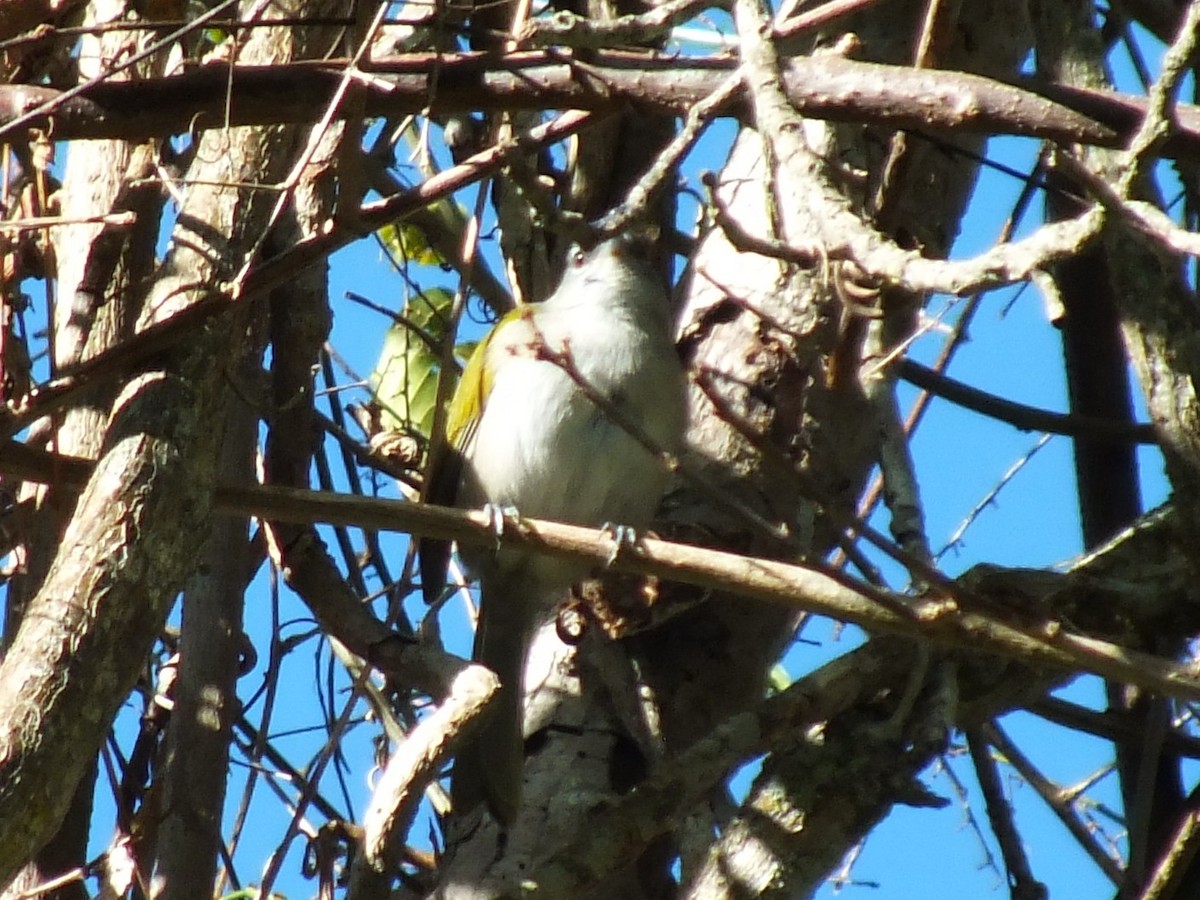 ハジロアメリカムシクイ - ML643811225