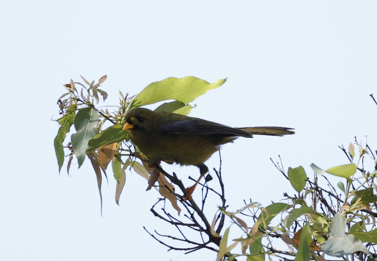 Bell Miner - ML643811226