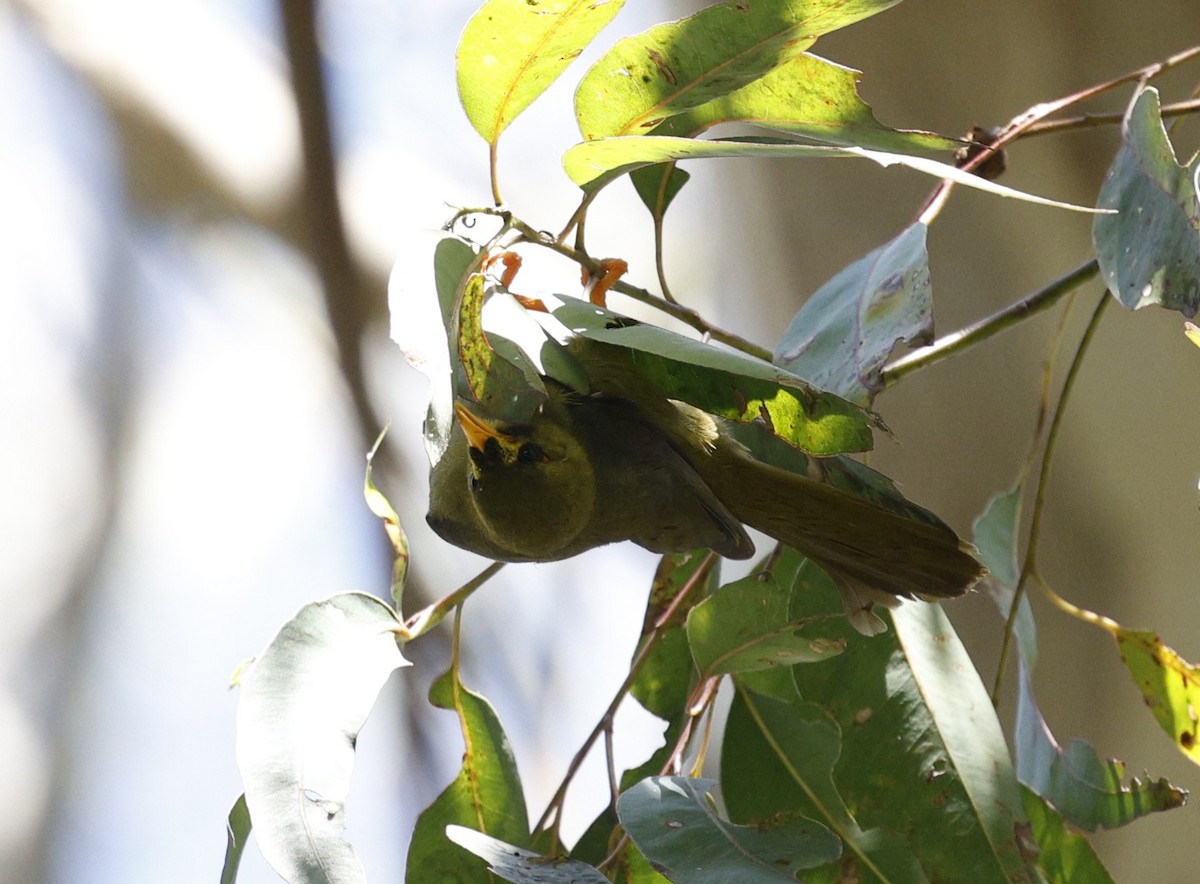 Bell Miner - ML643811228