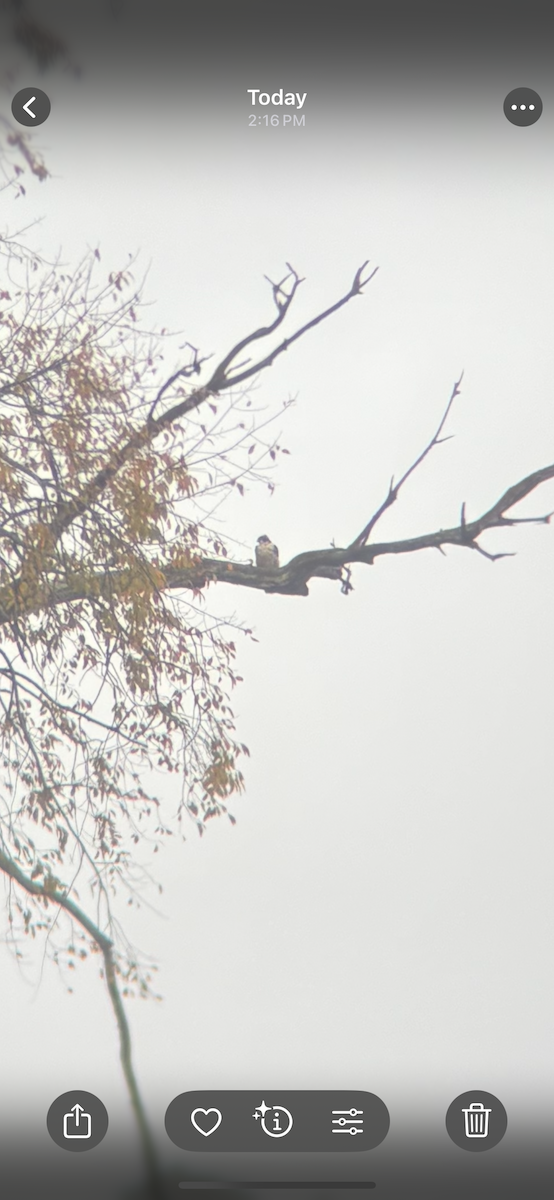 Peregrine Falcon - ML643811230