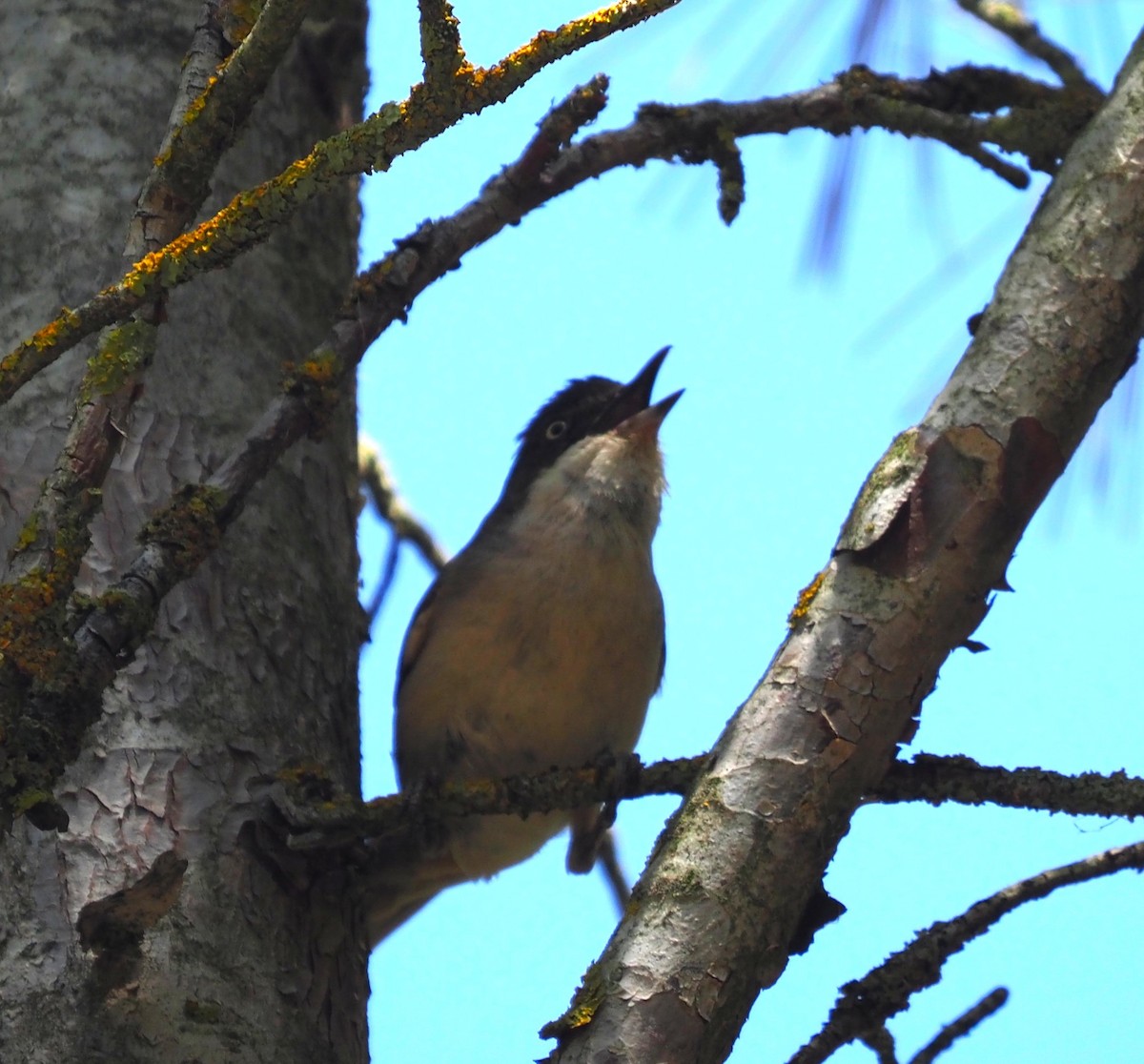 Western Orphean Warbler - ML643811232