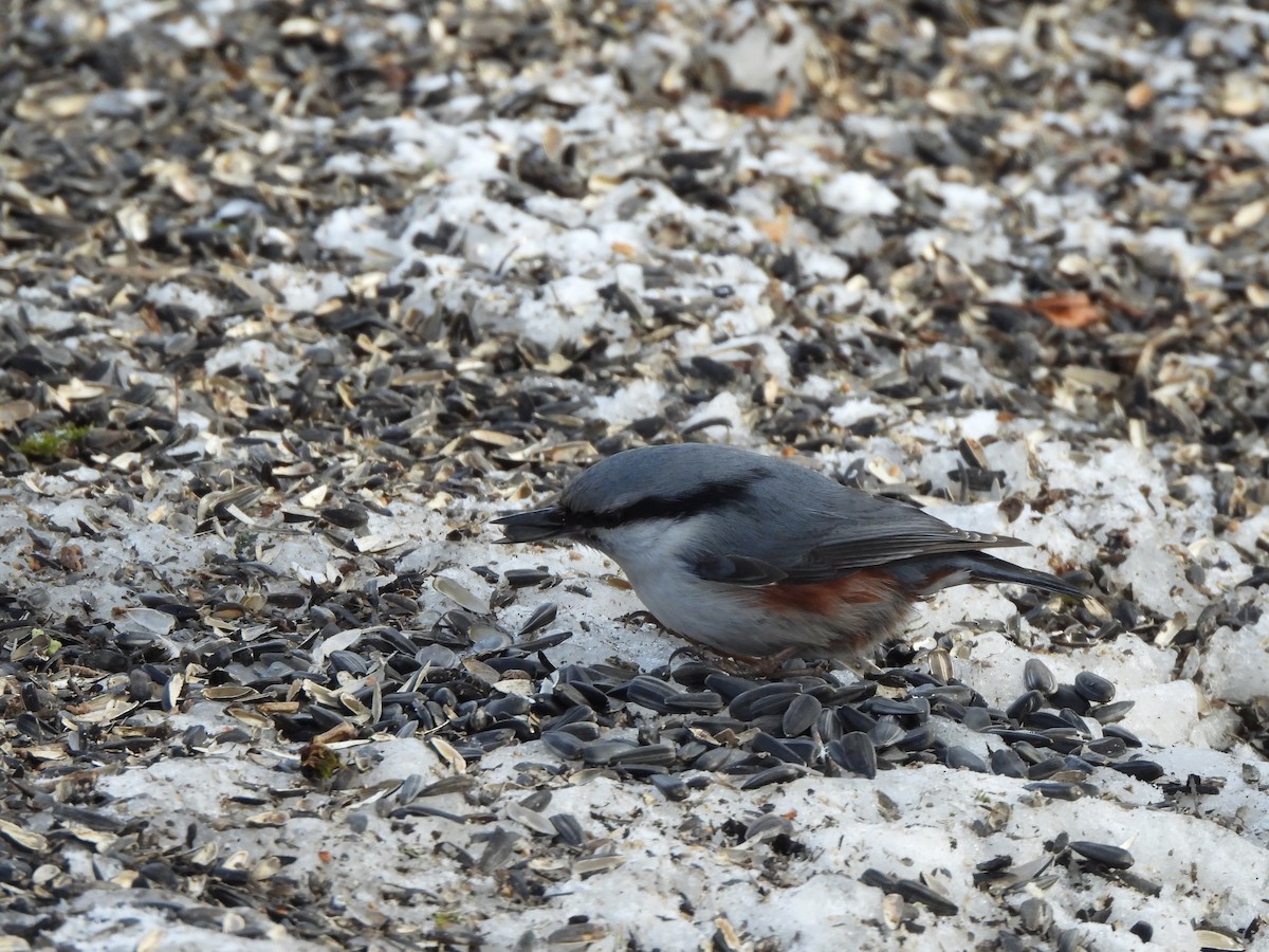 Eurasian Nuthatch - ML643811249