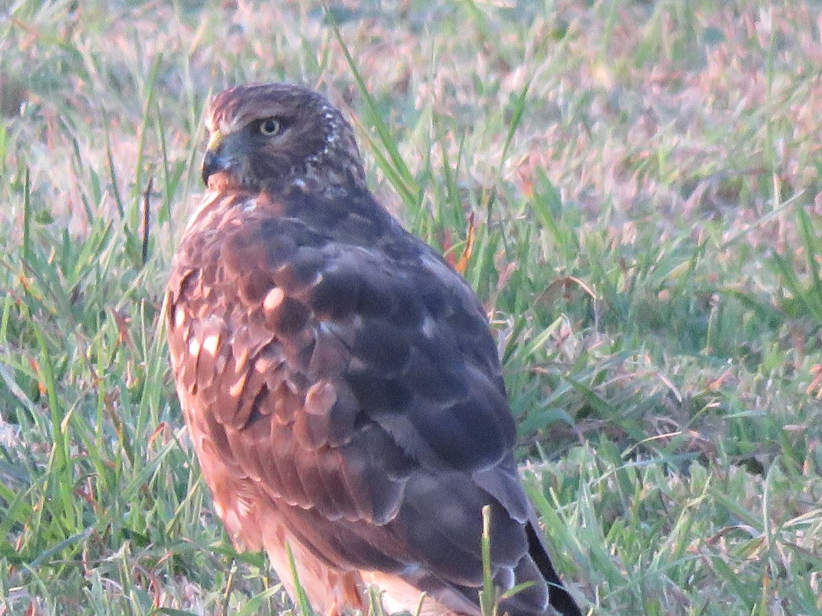 Northern Harrier - ML643811255