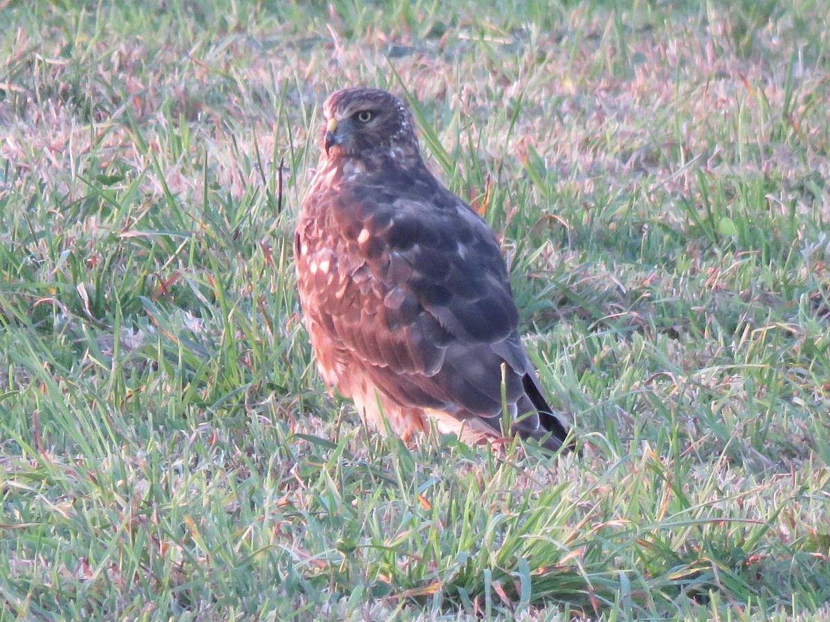 Northern Harrier - ML643811256