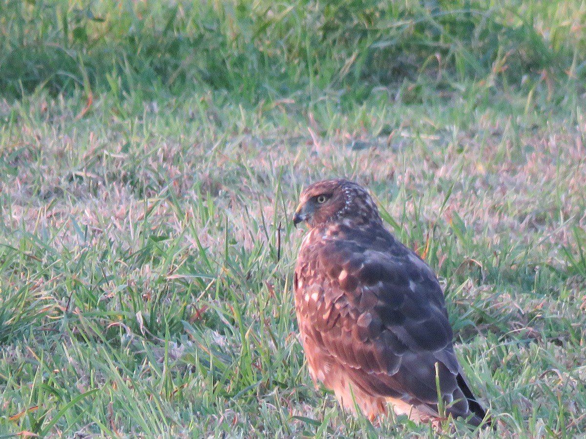 Northern Harrier - ML643811265