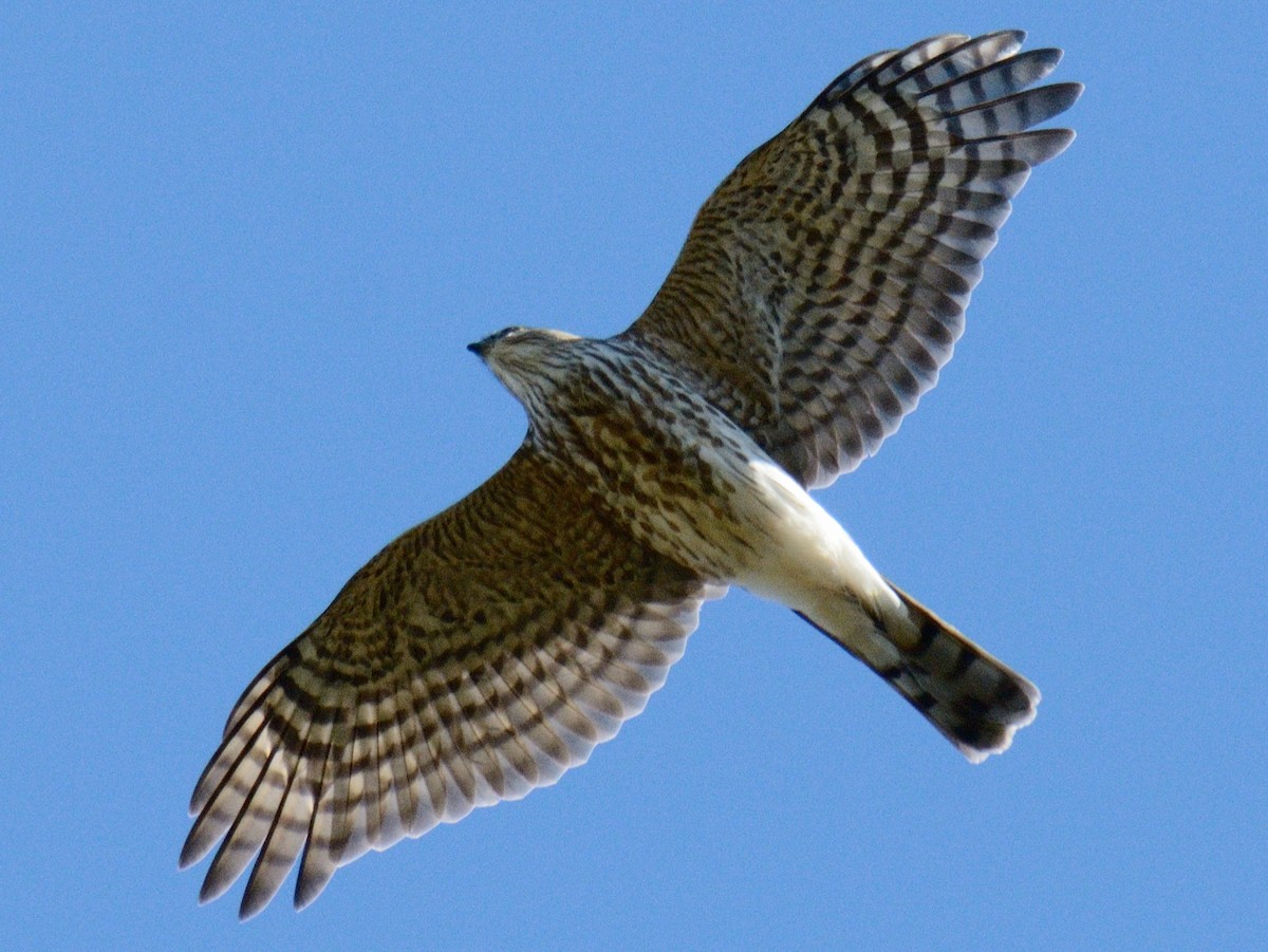 Sharp-shinned Hawk (Northern) - ML643811266