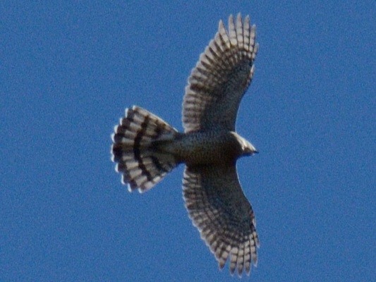 Cooper's Hawk - ML643811283