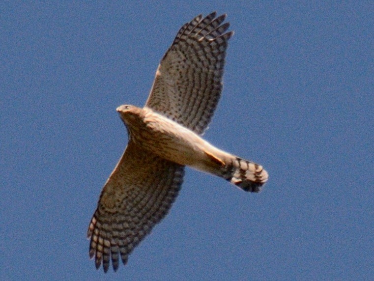 Cooper's Hawk - ML643811284