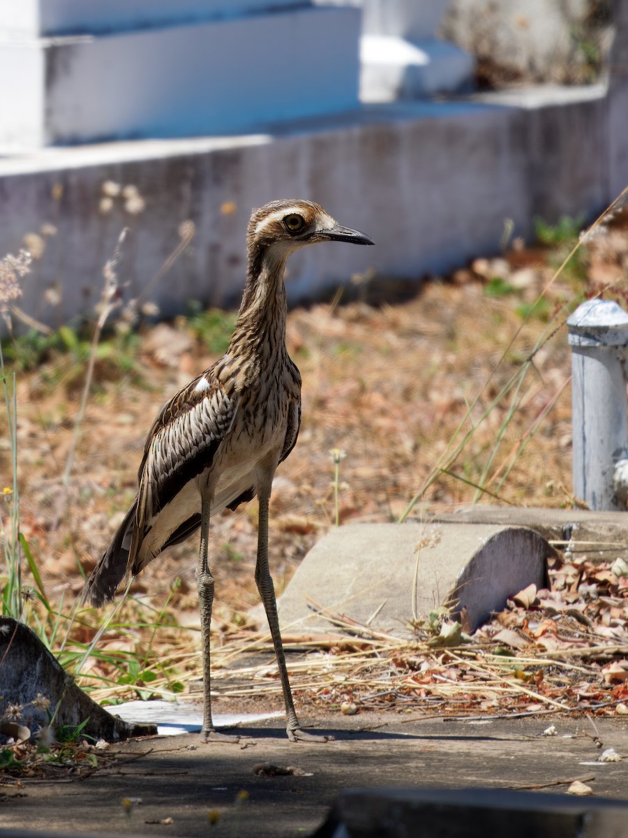 Bush Thick-knee - ML643811285