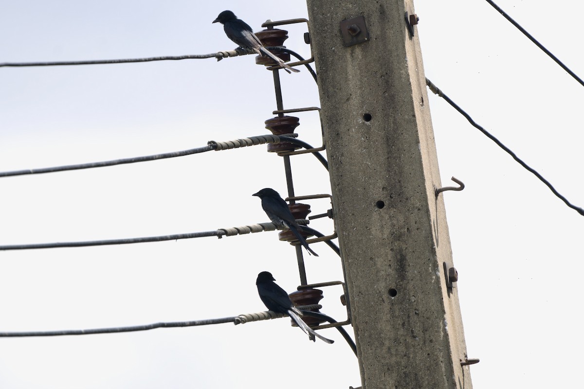 Black Drongo - ML643811286