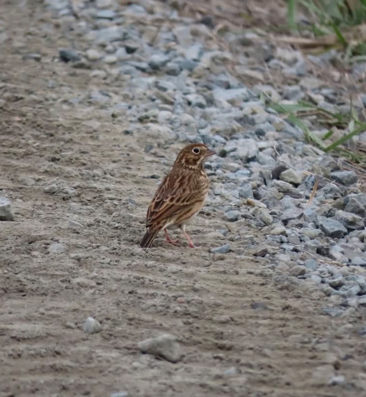 Vesper Sparrow - ML643811294